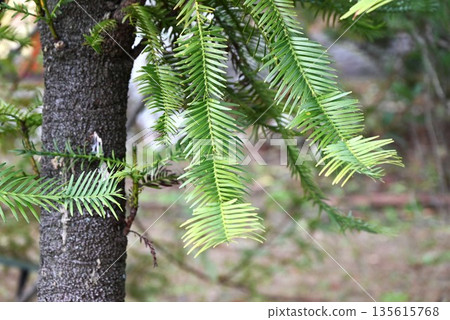 Wollemi Pine, Jurassic Tree, a rare tree discovered in Australia's Wollemi Park Wollemi Pine, Jurassic Tree, a rare tree discovered in Australia's Wollemi Park 135615768