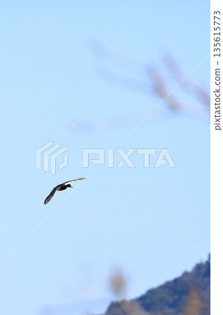 野鴨飛 野鴨飛 135615773