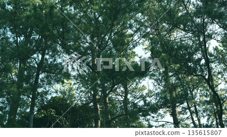 Pine forest windbreak Pine forest windbreak 135615807