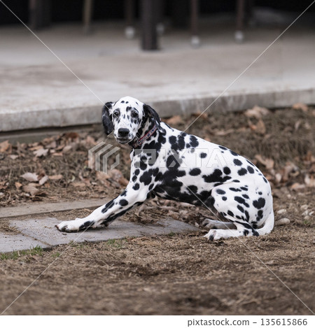 達爾馬提亞狗的小狗 135615866