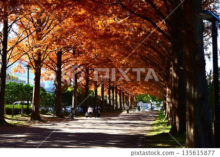 水杉－活化石 135615877