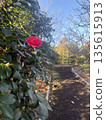 Red camellia flowers blooming on a walking path in winter 135615913
