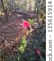 Red camellias blooming on a forest path and winter light 135615914