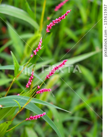 Polygonum gracilis growing in a field on a summer morning Polygonum gracilis growing in a field on a summer morning 135615937