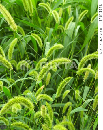 夏日清晨，田野裡盛開著綠色的狗尾草 135615938