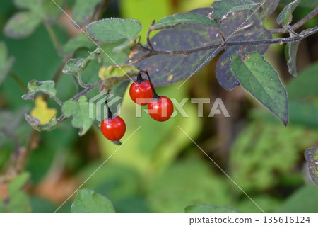The fruit of the Japanese honeysuckle plant, Uguisu-geto, contains solanine and is toxic. It is a herbal medicine. The fruit of the Japanese honeysuckle plant, Uguisu-geto, contains solanine and is toxic. It is a herbal medicine. 135616124