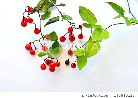 The fruit of the Japanese honeysuckle plant, Uguisu-geto, contains solanine and is toxic. It is a herbal medicine. The fruit of the Japanese honeysuckle plant, Uguisu-geto, contains solanine and is toxic. It is a herbal medicine. 135616125