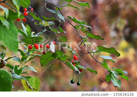 The fruit of the Japanese honeysuckle plant, Uguisu-geto, contains solanine and is toxic. It is a herbal medicine. The fruit of the Japanese honeysuckle plant, Uguisu-geto, contains solanine and is toxic. It is a herbal medicine. 135616126