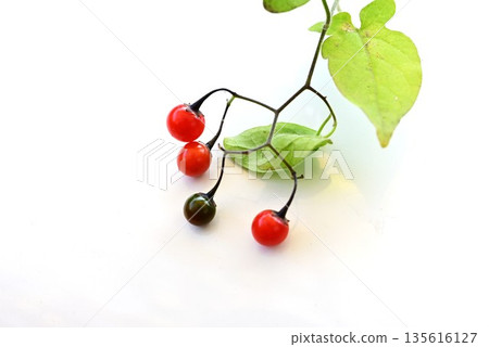 The fruit of the Japanese honeysuckle plant, Uguisu-geto, contains solanine and is toxic. It is a herbal medicine. The fruit of the Japanese honeysuckle plant, Uguisu-geto, contains solanine and is toxic. It is a herbal medicine. 135616127