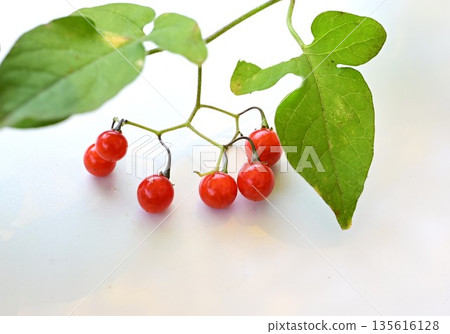 The fruit of the Japanese honeysuckle plant, Uguisu-geto, contains solanine and is toxic. It is a herbal medicine. The fruit of the Japanese honeysuckle plant, Uguisu-geto, contains solanine and is toxic. It is a herbal medicine. 135616128