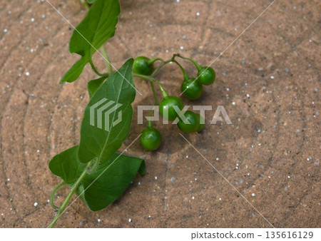 The fruit of the Japanese honeysuckle plant, Uguisu-geto, contains solanine and is toxic. It is a herbal medicine. The fruit of the Japanese honeysuckle plant, Uguisu-geto, contains solanine and is toxic. It is a herbal medicine. 135616129