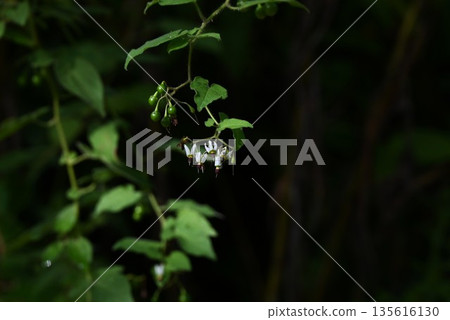 The fruit of the Japanese honeysuckle plant, Uguisu-geto, contains solanine and is toxic. It is a herbal medicine. The fruit of the Japanese honeysuckle plant, Uguisu-geto, contains solanine and is toxic. It is a herbal medicine. 135616130