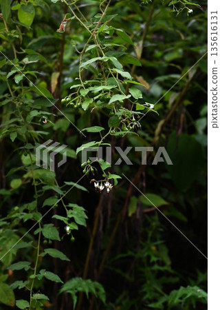 The fruit of the Japanese honeysuckle plant, Uguisu-geto, contains solanine and is toxic. It is a herbal medicine. The fruit of the Japanese honeysuckle plant, Uguisu-geto, contains solanine and is toxic. It is a herbal medicine. 135616131
