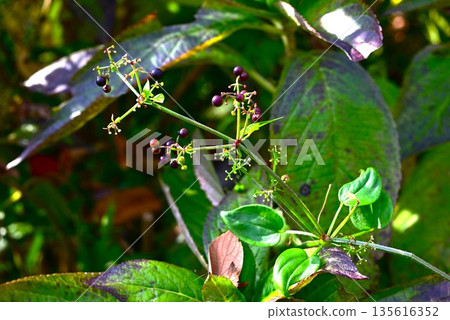 茜草、花、果實和根莖均可用作茜草染料的原料。 135616352