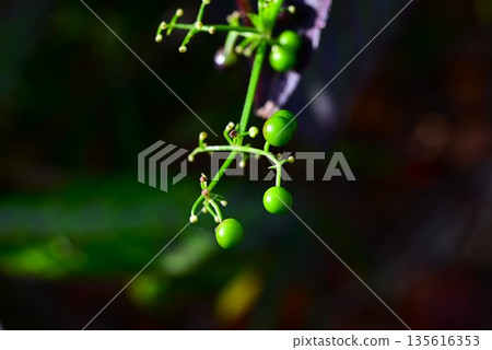 Madder, flowers, fruits and roots are used as raw materials for dyeing with madder color. 135616353