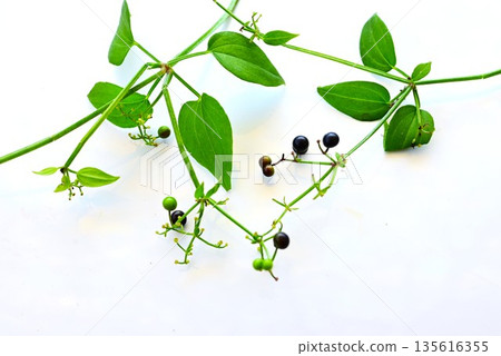 茜草、花、果實和根莖均可用作茜草染料的原料。 135616355