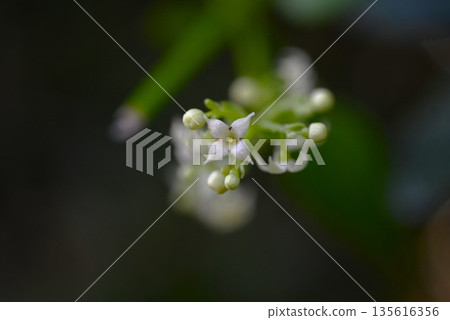 Madder, flowers, fruits and roots are used as raw materials for dyeing with madder color. Madder, flowers, fruits and roots are used as raw materials for dyeing with madder color. 135616356