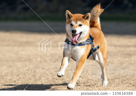 跑Shiba Inu 跑Shiba Inu 135616389