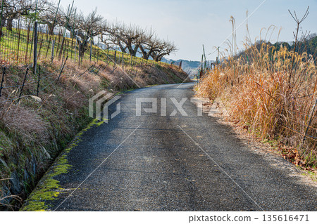 Winter scenery of Asuka Village, mountainside orchard, Nara Prefecture Winter scenery of Asuka Village, mountainside orchard, Nara Prefecture 135616471