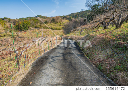 Winter scenery of Asuka Village, mountainside orchard, Nara Prefecture Winter scenery of Asuka Village, mountainside orchard, Nara Prefecture 135616472