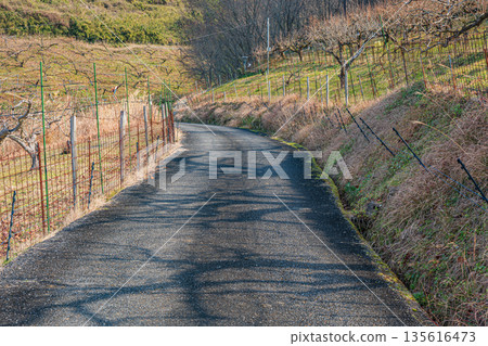 Winter scenery of Asuka Village, mountainside orchard, Nara Prefecture 135616473