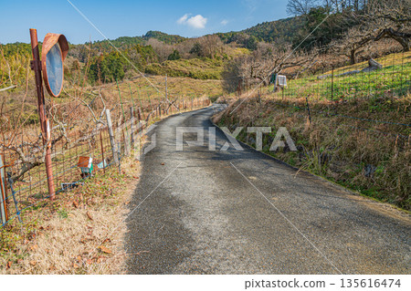 Winter scenery of Asuka Village, mountainside orchard, Nara Prefecture 135616474