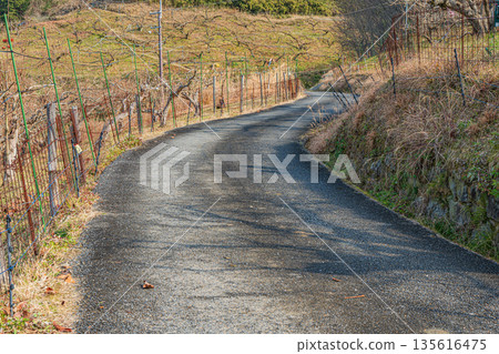奈良縣飛鳥村冬季山坡果園景色 135616475