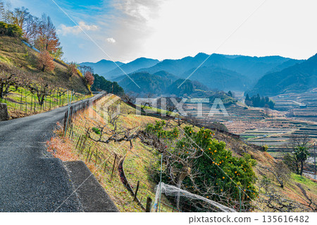 Winter scenery of Asuka Village, mountainside orchard, Nara Prefecture Winter scenery of Asuka Village, mountainside orchard, Nara Prefecture 135616482