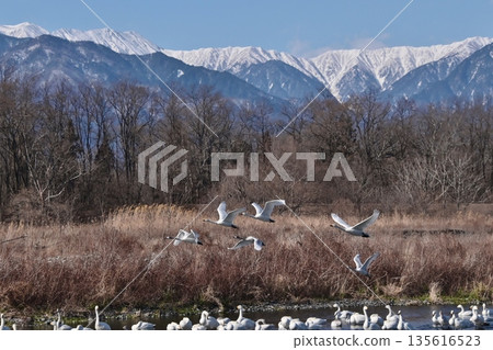 Whooper swans take off with the snowy Northern Alps in the background 135616523