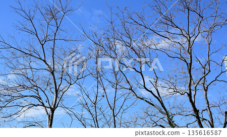 枯樹和藍天 枯樹和藍天 135616587