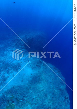 帛琉，蔚藍的海與水下懸崖，潛水場景 135616654