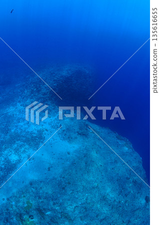 帛琉，蔚藍的海與水下懸崖，潛水場景 135616655