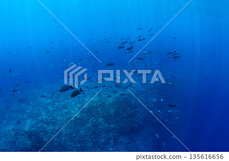 碧海藍天，魚群成群－帛琉海域潛水景象 135616656