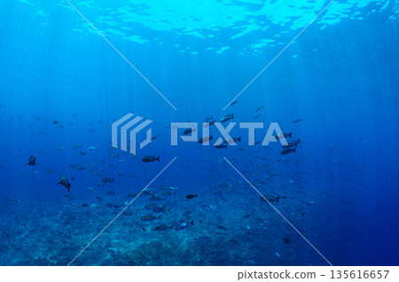 碧海藍天，魚群成群－帛琉海域潛水景象 135616657