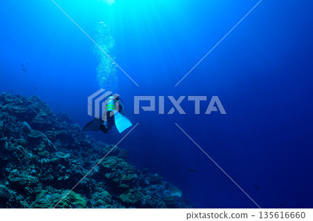 Blue sea and divers, Palauan sea, diving scene Blue sea and divers, Palauan sea, diving scene 135616660
