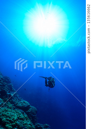 藍色的海和潛水員，帛琉海域，潛水場景 135616662