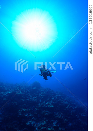 藍色的海和潛水員，帛琉海域，潛水場景 135616663