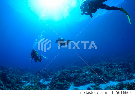 藍色的海和潛水員，帛琉海域，潛水場景 135616665