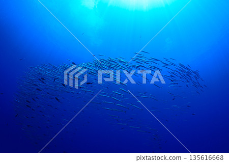 蔚藍的大海和一群梭魚。帛琉海域的潛水場景。 135616668