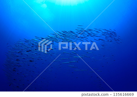 蔚藍的大海和一群梭魚。帛琉海域的潛水場景。 蔚藍的大海和一群梭魚。帛琉海域的潛水場景。 135616669
