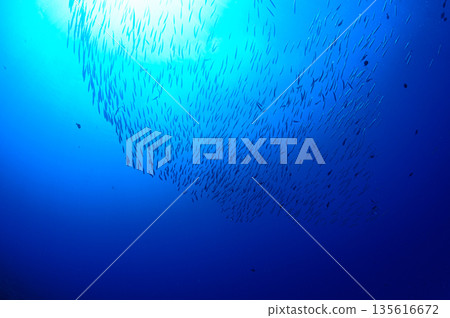蔚藍的大海和一群梭魚。帛琉海域的潛水場景。 135616672