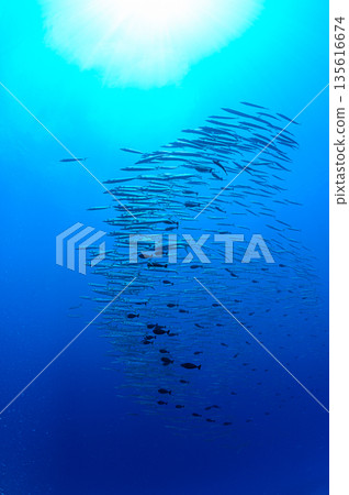 Blue sea and a school of barracudas. Diving scene in the ocean of Palau. Blue sea and a school of barracudas. Diving scene in the ocean of Palau. 135616674