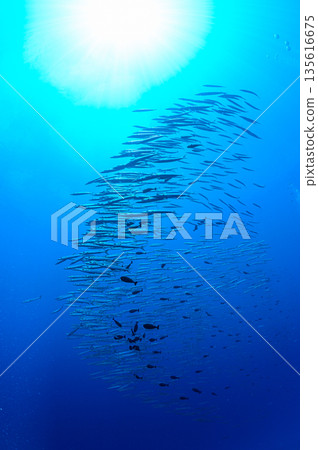 Blue sea and a school of barracudas. Diving scene in the ocean of Palau. Blue sea and a school of barracudas. Diving scene in the ocean of Palau. 135616675