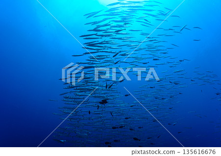 Blue sea and a school of barracudas. Diving scene in the ocean of Palau. 135616676