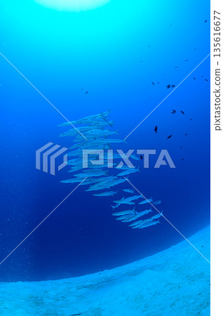 Blue sea and a school of barracudas. Diving scene in the ocean of Palau. 135616677