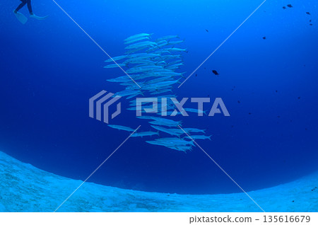 蔚藍的大海和一群梭魚。帛琉海域的潛水場景。 蔚藍的大海和一群梭魚。帛琉海域的潛水場景。 135616679
