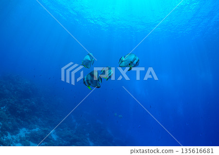 碧海藍天，魚群成群－帛琉海域潛水景象 135616681