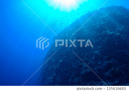 Blue sea and underwater cliffs, Palau, diving scene 135616683