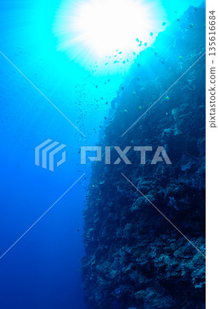 帛琉，蔚藍的海與水下懸崖，潛水場景 135616684