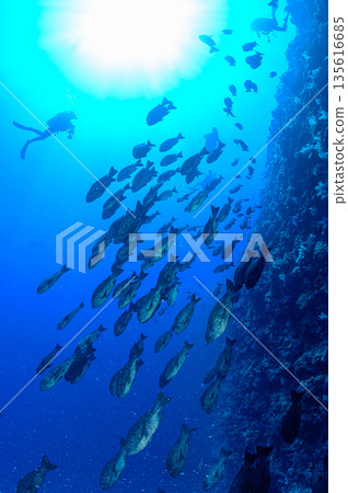 碧海藍天，魚群成群－帛琉海域潛水景象 135616685